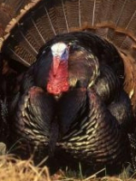 The Tarot with enhanced empathic senses  for love  for carreer  for pets  For Health