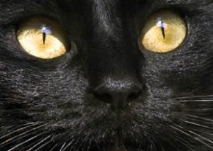 blackcat